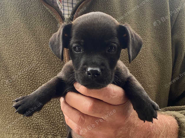 Border terrier x patterdale puppies hot sale for sale