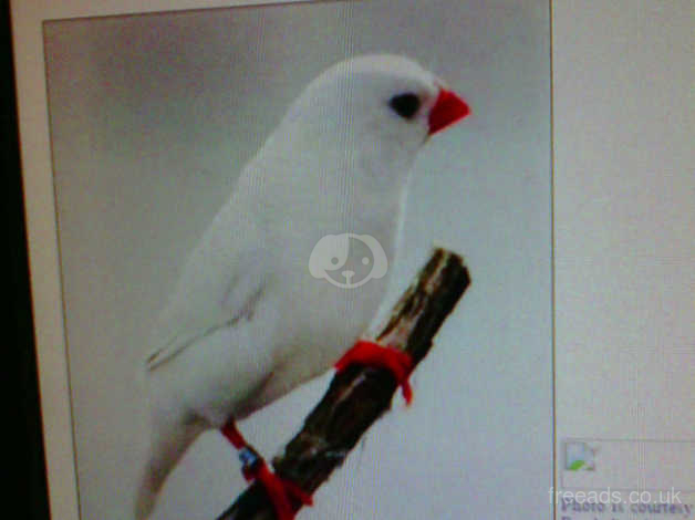 Exhibition Zebra Finch For Sale In Coventry Cv On Freeads Classifieds Finches Classifieds