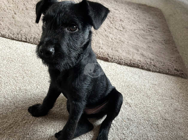 Patterdale deals terrier puppy