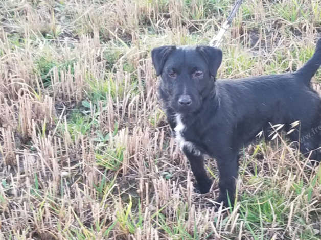 Patterdale terrier store o jagd terrier