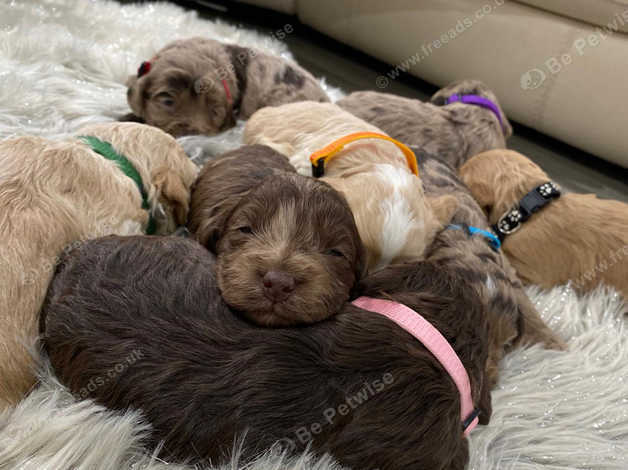 !!stunnin Cockapoo Puppies!! in Swanley BR8 on Freeads Classifieds ...