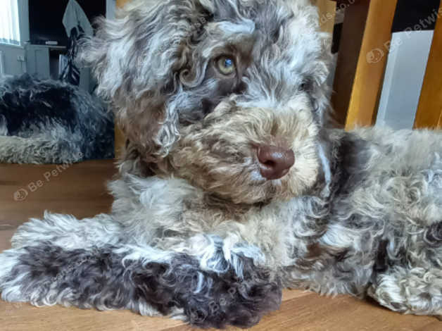 Merle cockapoo hotsell