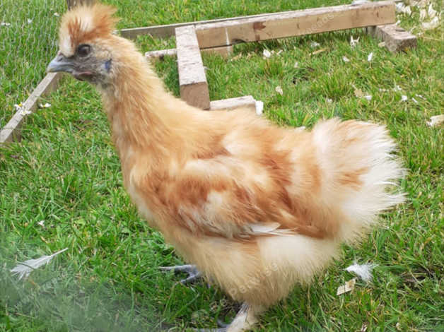 Silkie Cockerel Free To Very Good Home in Sudbury CO10 on Freeads ...