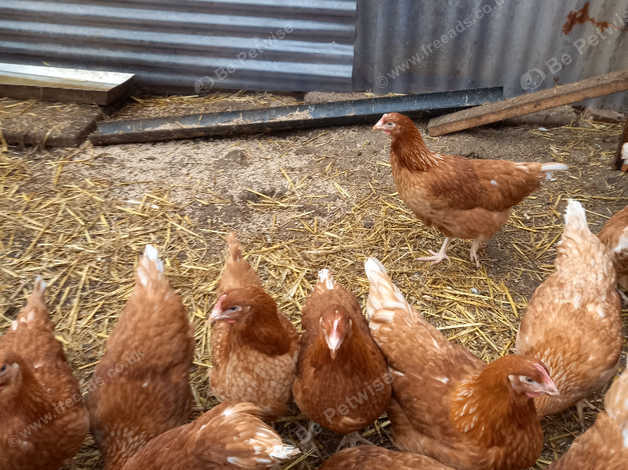 Loman Brown Pullets 16to18 Weeks in Rushden NN10 on Freeads Classifieds ...