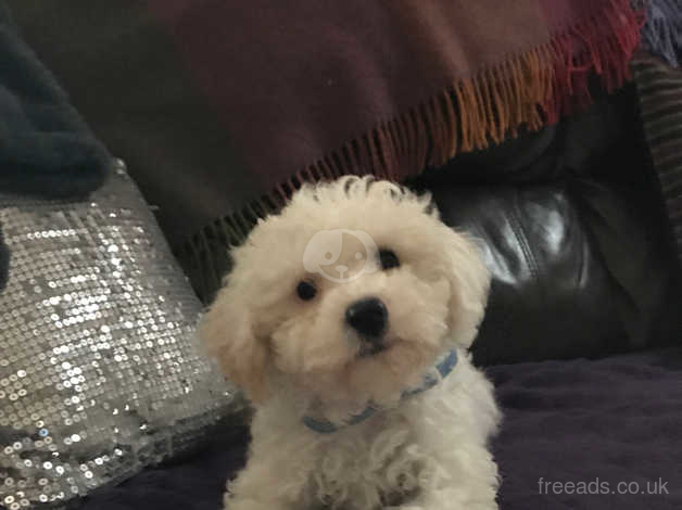 Cavachon toy sale poodle mix