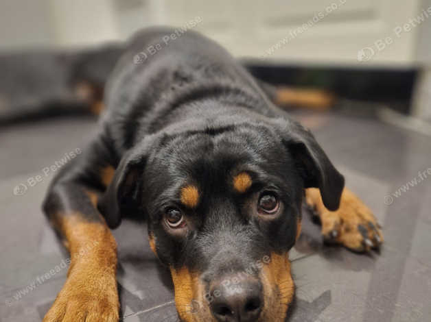 Rottweiler For Rehoming in Wythenshawe on Freeads Classifieds ...