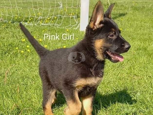 Pedigree for store german shepherd puppies