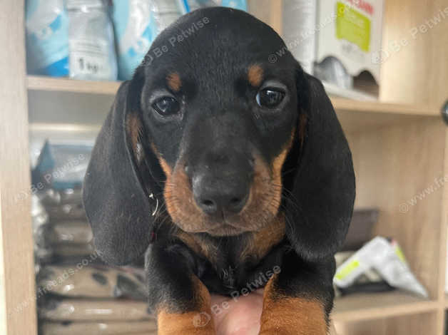 Kc registered dachshund best sale