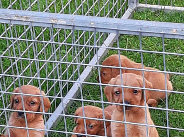 Fox red cockerdor store puppies