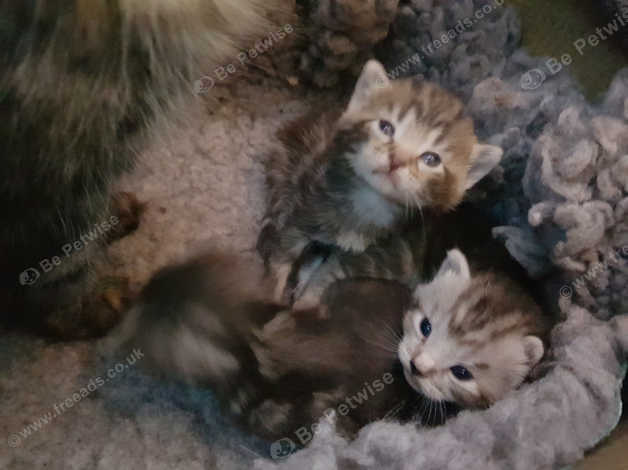 British Longhair X Russian Kittens Blue Stunning In Darwen Bb3