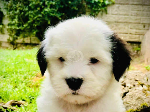 Pedigree tibetan terrier sales puppies for sale