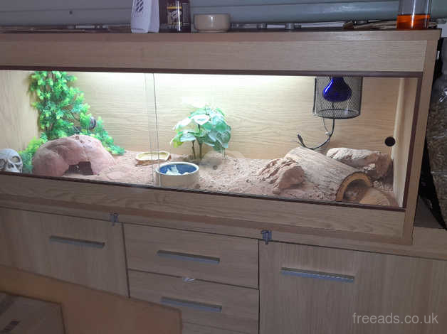 How to Set Up a Vivarium for a Bearded Dragon (with Pictures)