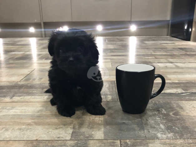 Mug puppies clearance for sale