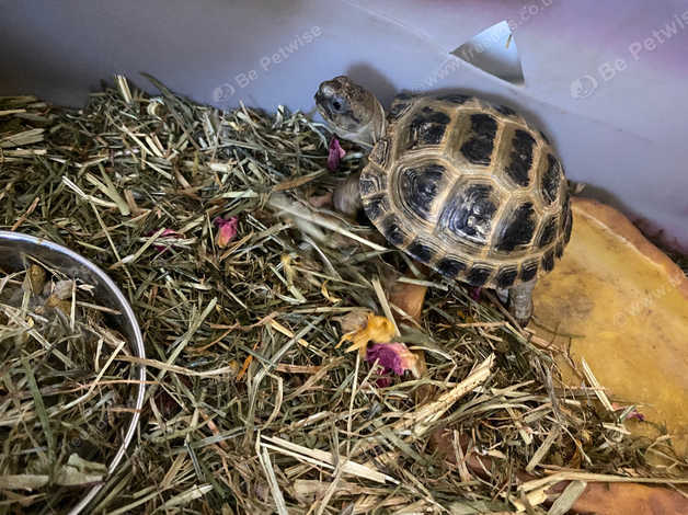 Tortoise For Sale in Herefordshire on Freeads Classifieds - Turtles ...