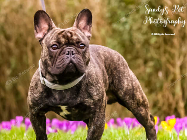 French sales bulldog crufts