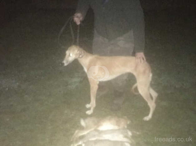 Olx greyhound dogs for 2024 sale