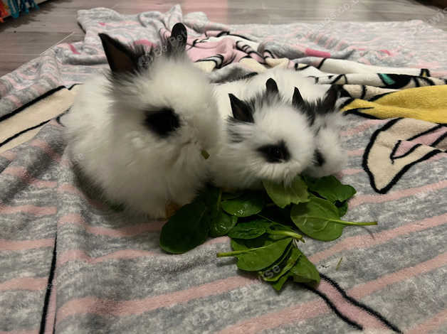 Teddy dwarf clearance rabbit