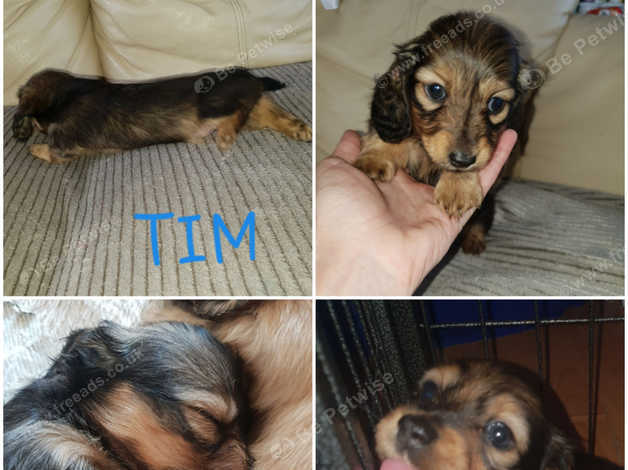 Longhaired Mini Dachshund Last Boy Kc Parents In Keighley On