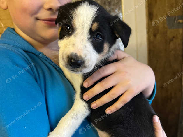 Border collie hot sale heeler puppies