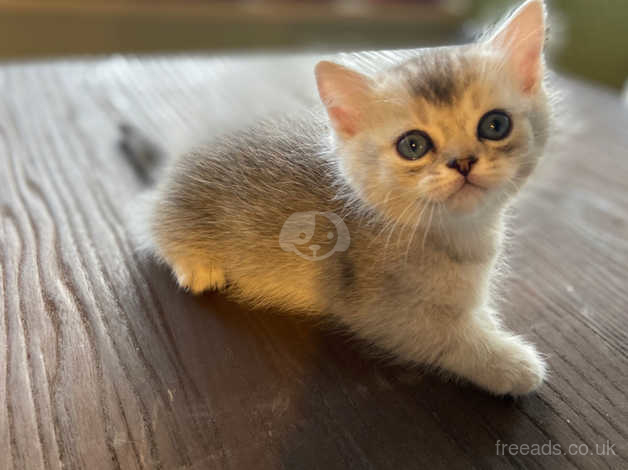 munchkin cat rug hugger kitten