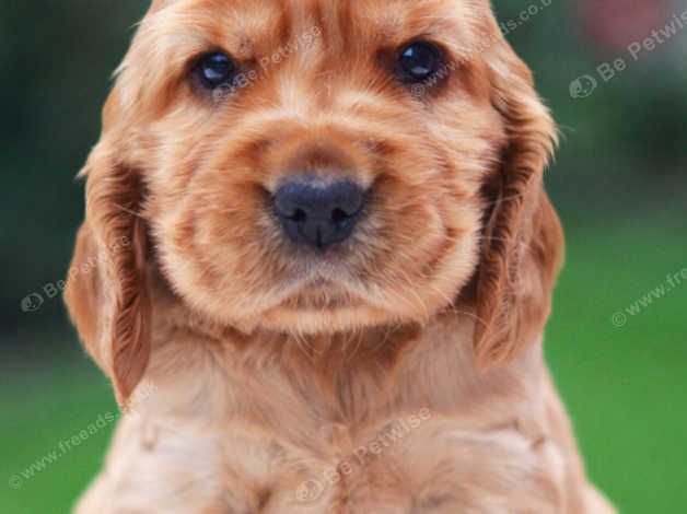 Wanted cocker sale spaniel puppy