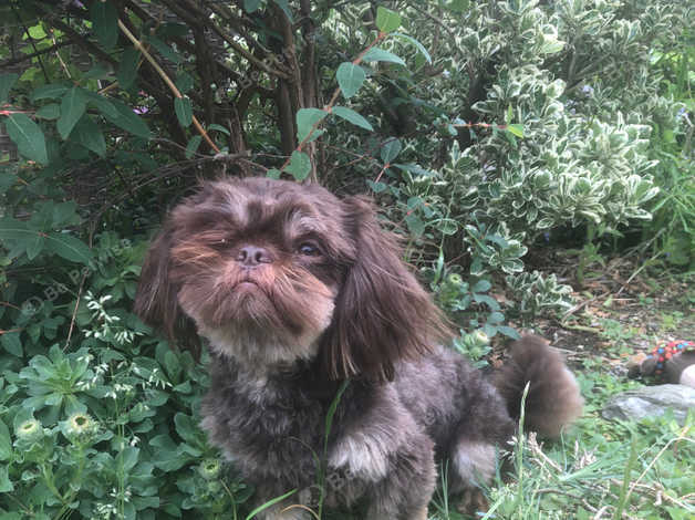 Dobie shih hot sale tzu