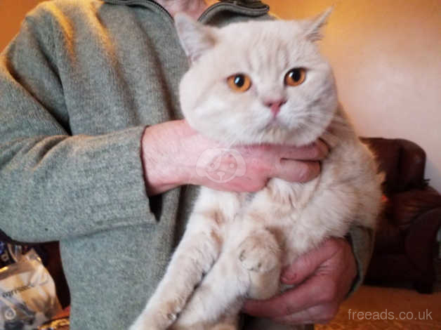 British Shorthair Cream Colour Pkd Clear In Neath Sa11 On Freeads