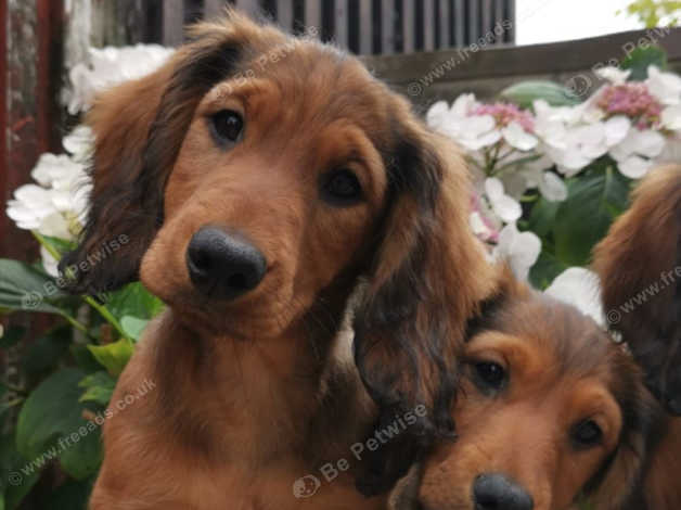 Kc Registered Standard Longhaired Dachshund Puppies In Washington