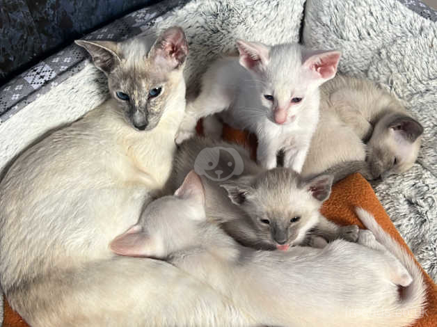 Stunning Litter Of Full Siamese Kittens Only One Left For Sale In Cardiff Cf3 On Freeads 0135