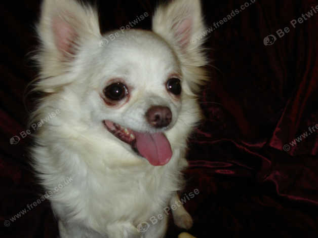 Gorgeous Cream White Longhaired Chihuahua Adult Girl In Skegness