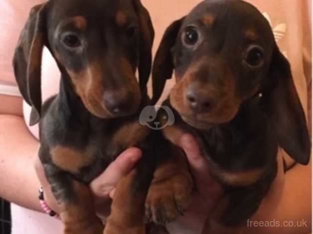 Kc Reg Smooth Haired Miniature Dachshund Puppies In Llanelli Sa14