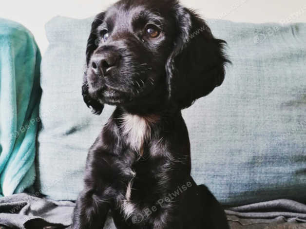 Sprocker black best sale