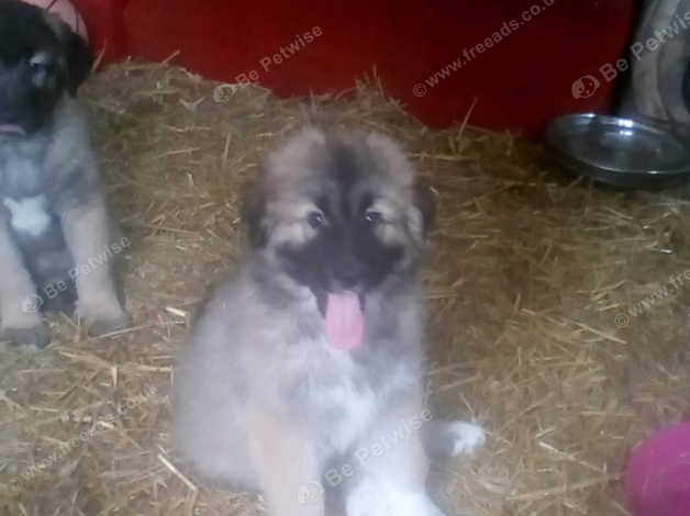 Russian german shepherd store puppies