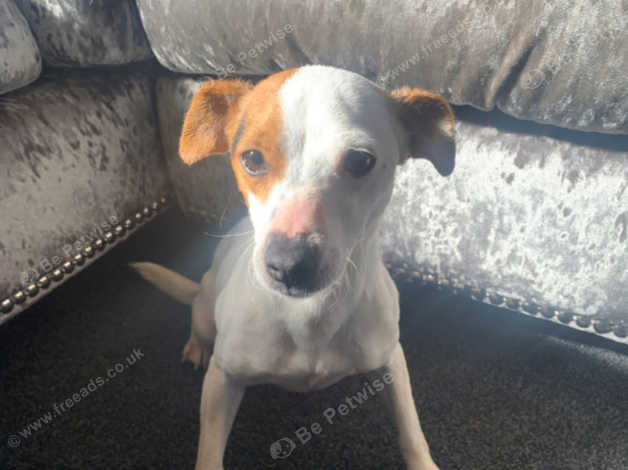 Jack Russel Adult Girl For Sale in Chelmsford CM2 on Freeads ...