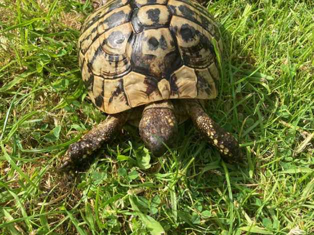 Adult Female Hermann Tortoise in Birmingham B16 on Freeads Classifieds ...