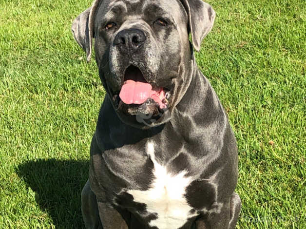 Cane Corso Stud In Derby De21 On Freeads Classifieds Cane