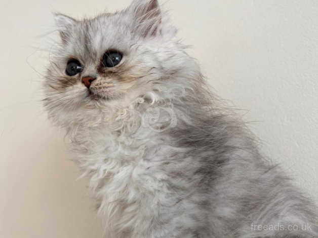 Silver tipped sale chinchilla persian