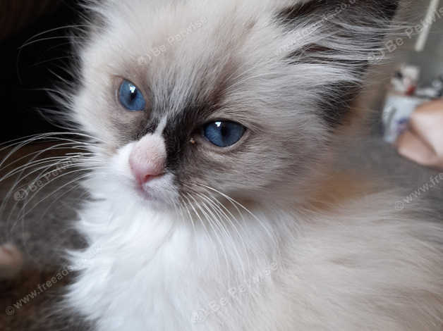 Ragdoll Seal Bi Colour Kitten Ready Now in Colchester CO7 on Freeads ...