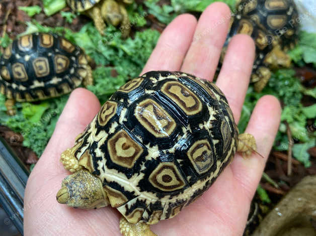 Baby tortoise for 2024 sale near me