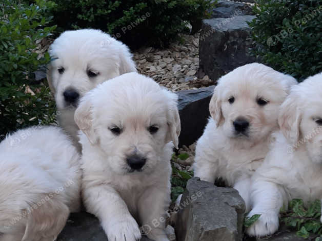 *ready Now *kc Golden Retriever Puppies in Carmarthenshire on Freeads ...