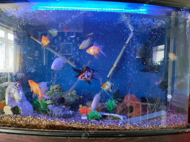 350 Ltr Fish Tank With All Fish in Swadlincote DE12 on Freeads ...