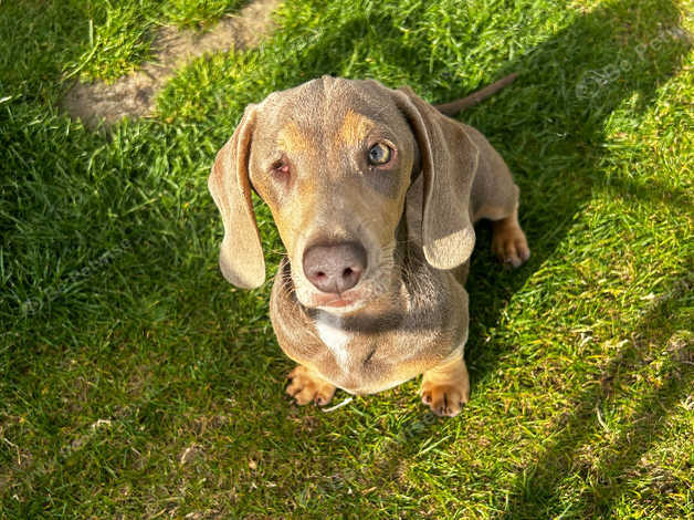 Miniature Dachshund Puppy, 17 Weeks, Fully Vaccinated, Crate Trained ...