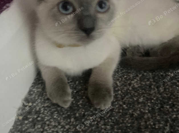 British blue best sale cross ragdoll kittens