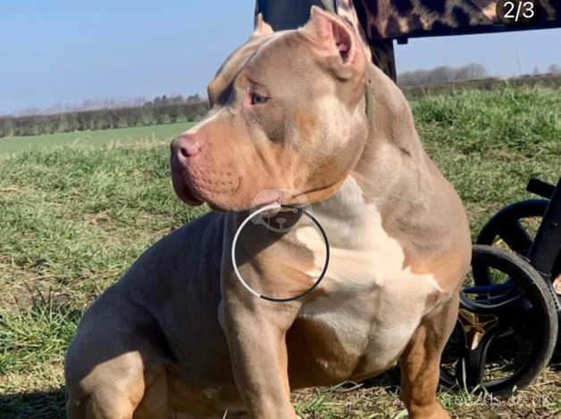 Lilac Tri Pocket Bully For Stud in Leeds LS26 on Freeads Classifieds -  American Bully classifieds