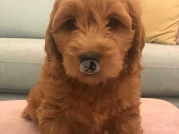 red cockapoo puppies for sale