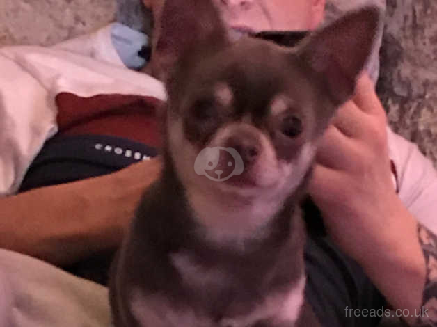 vinger Agrarisch US dollar Chihuahua, Tiny 2kg Stud Kc Registered in Cardiff CF3 on Freeads  Classifieds - Chihuahuas classifieds