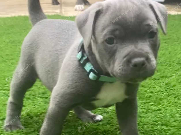 Blue 2024 bronson staffy