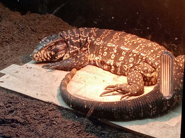 Womens tegu cheap