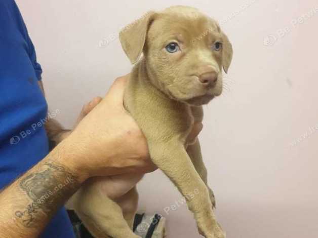 7 week old american sales bully