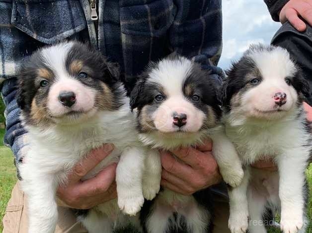 border collie tri colour puppy